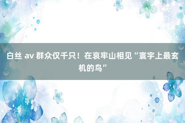 白丝 av 群众仅千只！在哀牢山相见“寰宇上最玄机的鸟”